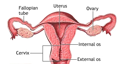 internal cervical os model canal